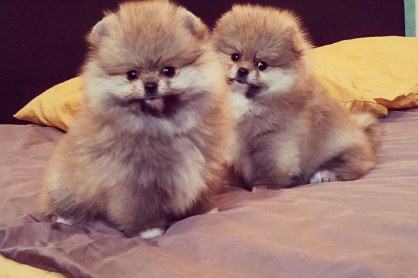 Ogłoszenie - Szczenięta miniaturowe pomeranian. Zdjęcie 1