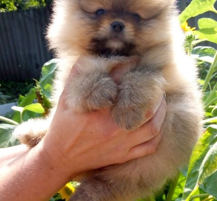 Ogłoszenie - Szczenięta miniaturowe pomeranian. Zdjęcie 2