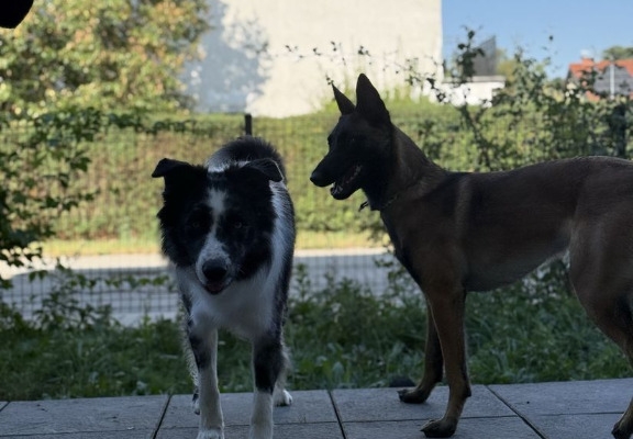 Ogłoszenie - 2pok, 36met, okolice Kosmonautów TARAS/OGRÓD (Wrocław). Zdjęcie 5