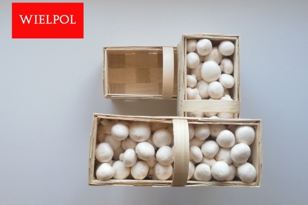 Ogłoszenie - Opakowania do białych pieczarek / białej pieczarki. Zdjęcie 8