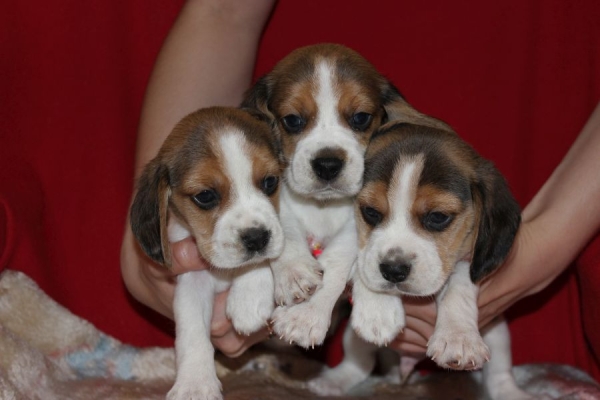 Ogłoszenie - Beagle szczeniaczki ZKwP FCI po Championach. Zdjęcie 3