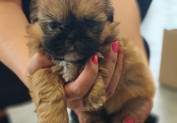 Ogłoszenie - Shihtzu. Zdjęcie 1