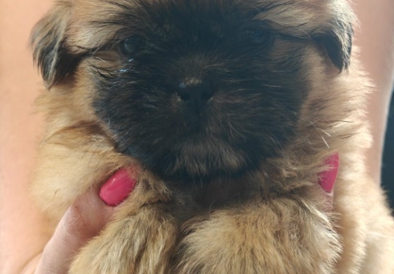 Ogłoszenie - Shihtzu. Zdjęcie 2