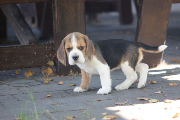 Ogłoszenie - Beagle księżniczka po Championie  ZKwP (FCI). Zdjęcie 5