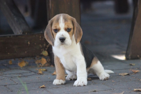 Ogłoszenie - Beagle księżniczka po Championie  ZKwP (FCI). Zdjęcie 6