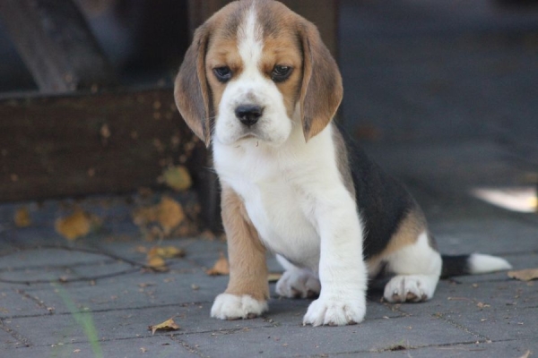 Ogłoszenie - Beagle księżniczka po Championie  ZKwP (FCI). Zdjęcie 4