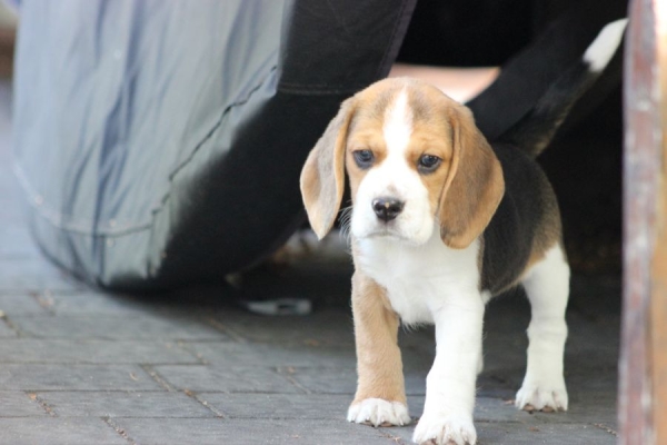 Ogłoszenie - Beagle księżniczka po Championie  ZKwP (FCI). Zdjęcie 2