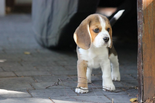 Ogłoszenie - Beagle księżniczka po Championie  ZKwP (FCI). Zdjęcie 1