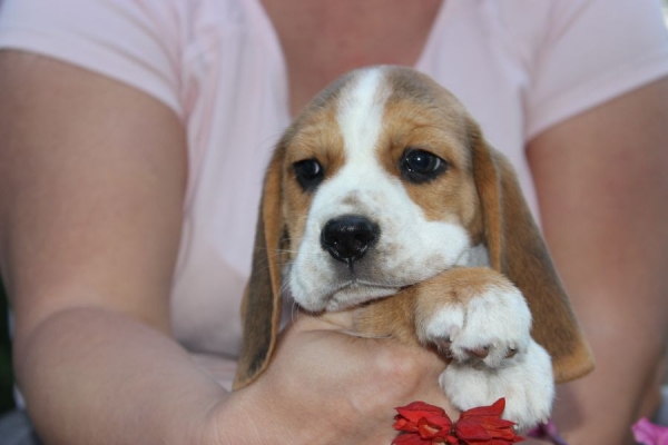 Ogłoszenie - Beagle księżniczka po Championie  ZKwP (FCI). Zdjęcie 3