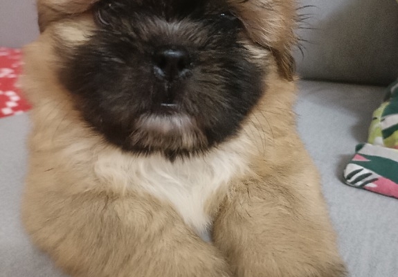 Ogłoszenie - Shihtzu. Zdjęcie 1