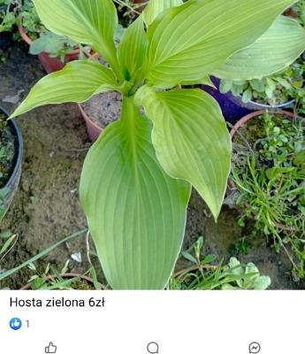 Ogłoszenie - Rośliny ogrodowe. Zdjęcie 5