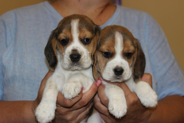 Ogłoszenie - Beagle szczeniaczki ZKwP FCI po Championach. Zdjęcie 6