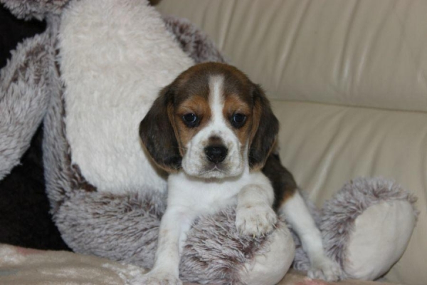 Ogłoszenie - Beagle szczeniaczki ZKwP FCI po Championach. Zdjęcie 2