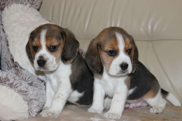 Ogłoszenie - Beagle szczeniaczki ZKwP FCI po Championach. Zdjęcie 5