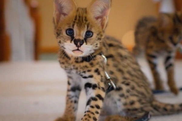 Ogłoszenie - African Serval Kittens WhatsApp: +27842597191. Zdjęcie 1
