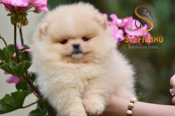 Ogłoszenie - Pomeranian Boo Szczenięta. Zdjęcie 1