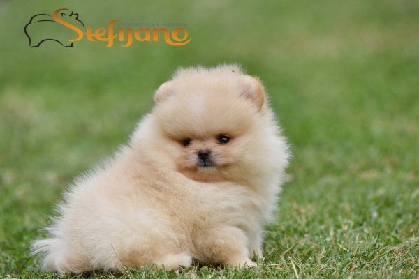 Ogłoszenie - Pomeranian Boo Szczenięta. Zdjęcie 3