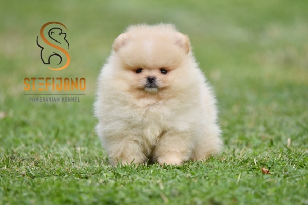 Ogłoszenie - Pomeranian Boo Szczenięta. Zdjęcie 7