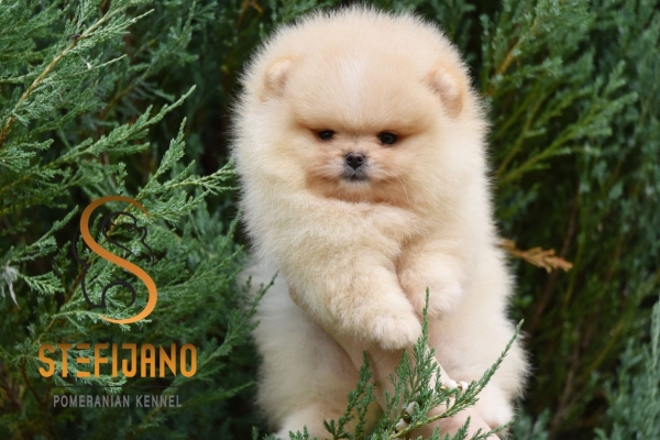 Ogłoszenie - Pomeranian Boo Szczenięta. Zdjęcie 10