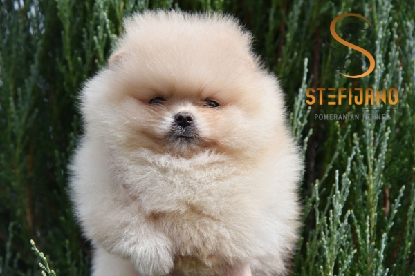 Ogłoszenie - Pomeranian Boo Szczenięta. Zdjęcie 9