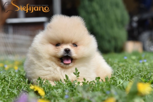 Ogłoszenie - Pomeranian Boo Szczenięta. Zdjęcie 4