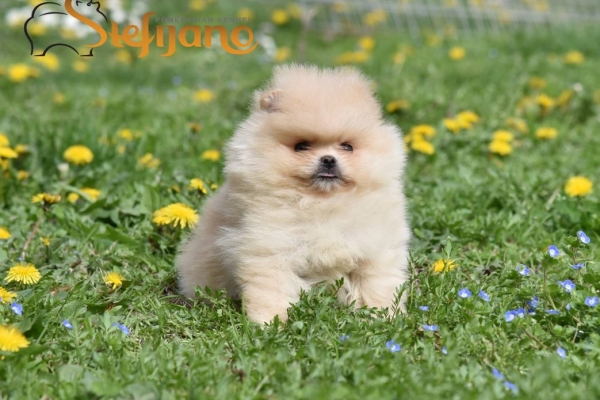 Ogłoszenie - Pomeranian Boo Szczenięta. Zdjęcie 5