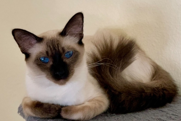 Ogłoszenie - Balinese Kittens WhatsApp: +27842597191. Zdjęcie 1