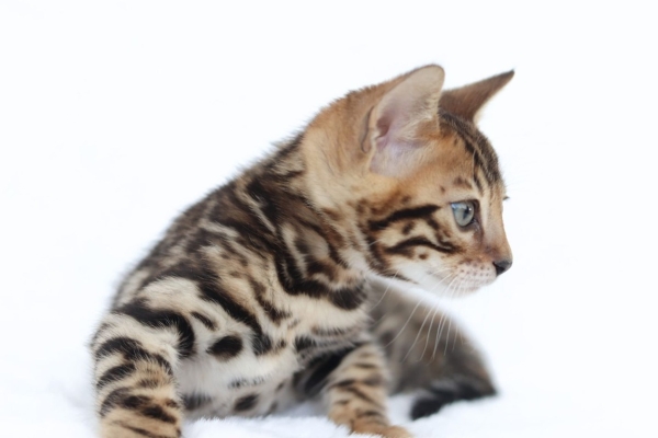 Ogłoszenie - Snow/Silver/Charcoal/Brown Bengal Kittens WhatsApp: +27842597191. Zdjęcie 2