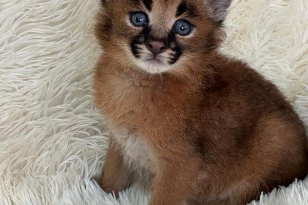 Ogłoszenie - Caracal Kittens WhatsApp: +27842597191. Zdjęcie 1