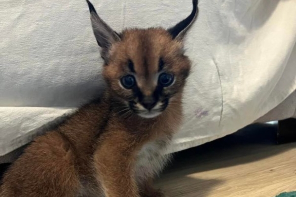 Ogłoszenie - Caracal Kittens WhatsApp: +27842597191. Zdjęcie 2