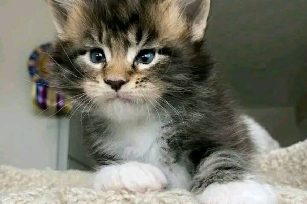 Ogłoszenie - Maine Coon Kittens WhatsApp: +27842597191. Zdjęcie 2