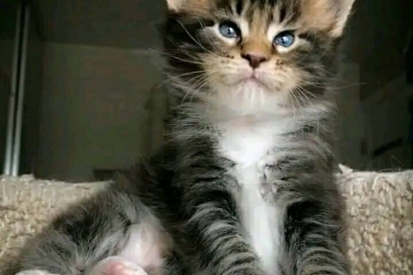 Ogłoszenie - Maine Coon Kittens WhatsApp: +27842597191. Zdjęcie 1