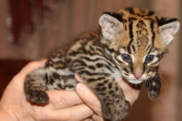 Ogłoszenie - Ocelot Kittens WhatsApp: +27842597191. Zdjęcie 1