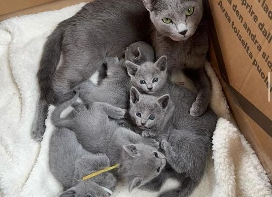 Ogłoszenie - Russian Blue Kittens WhatsApp: +27842597191. Zdjęcie 2