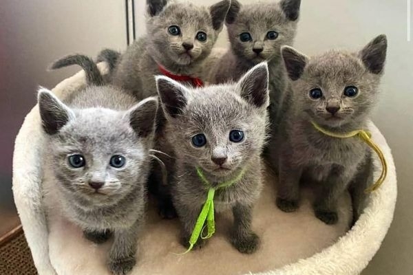 Ogłoszenie - Russian Blue Kittens WhatsApp: +27842597191. Zdjęcie 1