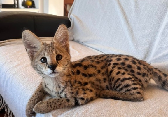 Ogłoszenie - African Serval Kittens WhatsApp: +27842597191. Zdjęcie 2