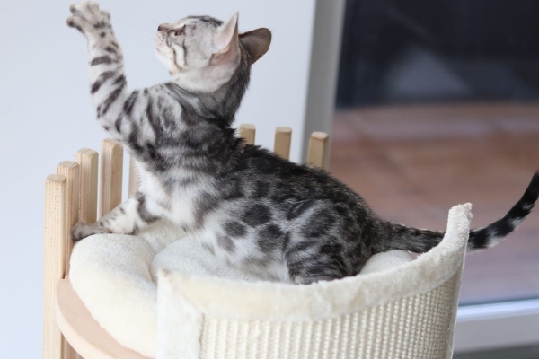 Ogłoszenie - Snow/Silver/Charcoal/Brown Bengal Kittens WhatsApp: +27842597191. Zdjęcie 4