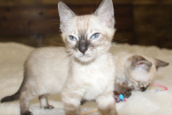 Ogłoszenie - Snow/Silver/Charcoal/Brown Bengal Kittens WhatsApp: +27842597191. Zdjęcie 1