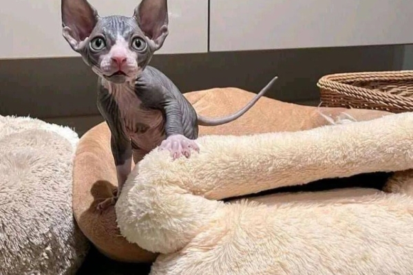 Ogłoszenie - Sphynx Kittens WhatsApp: +27842597191. Zdjęcie 2
