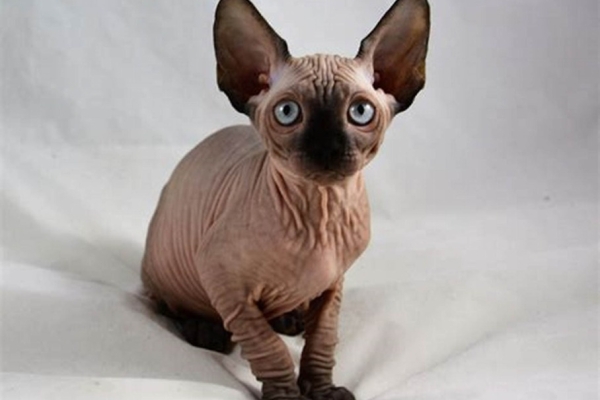 Ogłoszenie - Sphynx Kittens WhatsApp: +27842597191. Zdjęcie 1