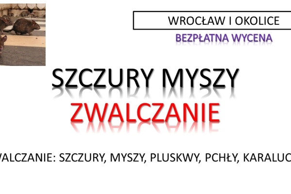 Ogłoszenie - Likwidacja szczurów, budynku, tel. 504-746-203, wytrucie gryzoni, myszy, Wrocław, cennik. Zdjęcie 1