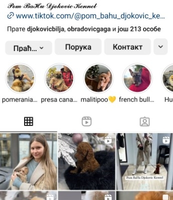 Ogłoszenie - Pudle Szczenięta Toy i Mini. Zdjęcie 8