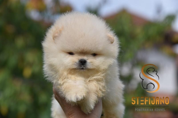 Ogłoszenie - Pomeranian BOO misie, Szczeniaki Pomeranian Spitz. Zdjęcie 1