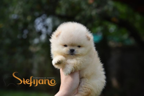 Ogłoszenie - Pomeranian BOO misie, Szczeniaki Pomeranian Spitz. Zdjęcie 2
