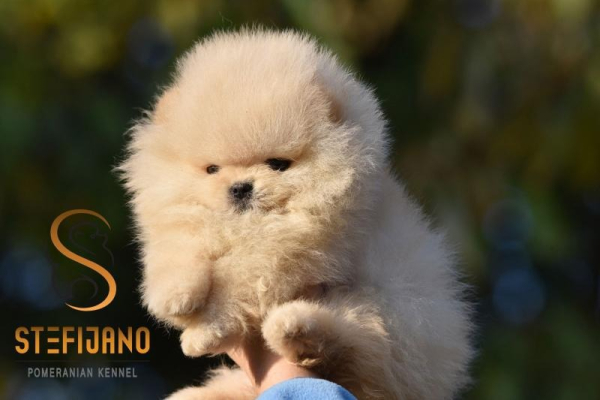 Ogłoszenie - Pomeranian BOO misie, Szczeniaki Pomeranian Spitz. Zdjęcie 8