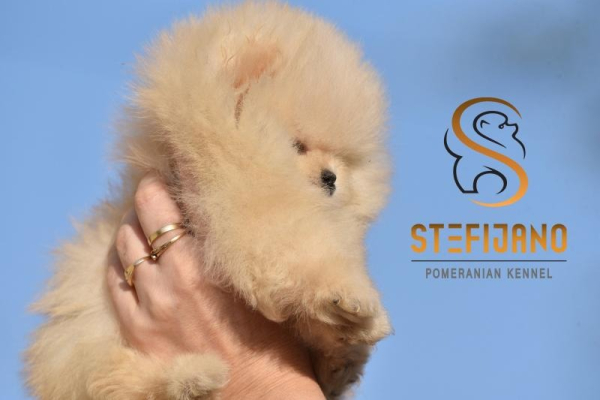 Ogłoszenie - Pomeranian BOO misie, Szczeniaki Pomeranian Spitz. Zdjęcie 7