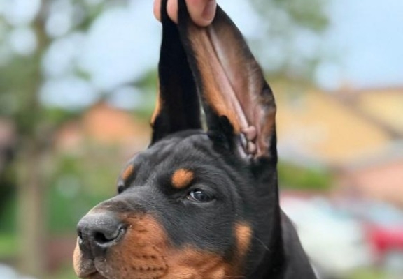 Ogłoszenie - Doberman Piękne szczenięta. Zdjęcie 1