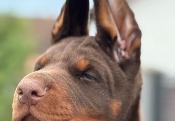 Ogłoszenie - Doberman Piękne szczenięta. Zdjęcie 3