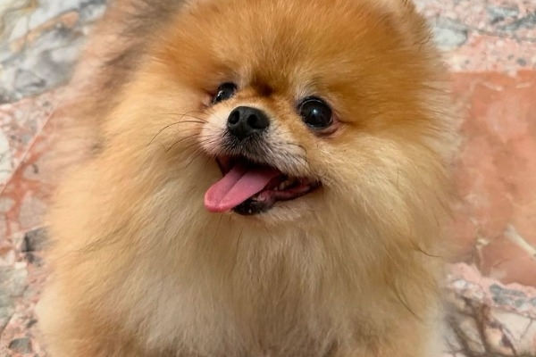 Ogłoszenie - Mam piękną suczkę rasy pomeranian, która szuka nowego domu.. Zdjęcie 1
