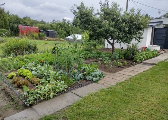 Ogłoszenie - Działka ROD z domkiem 2025 – Aleksandrów Kujawski. Zdjęcie 3